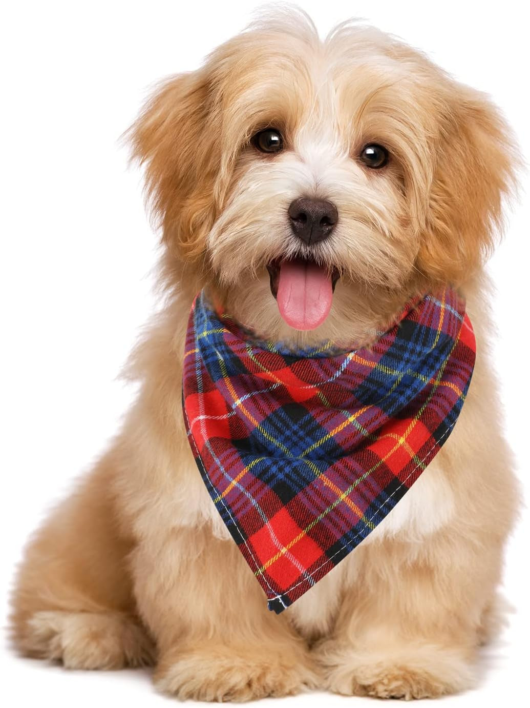 Pet Accessories